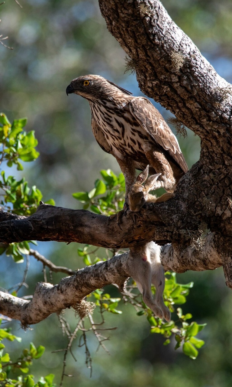 Eagle